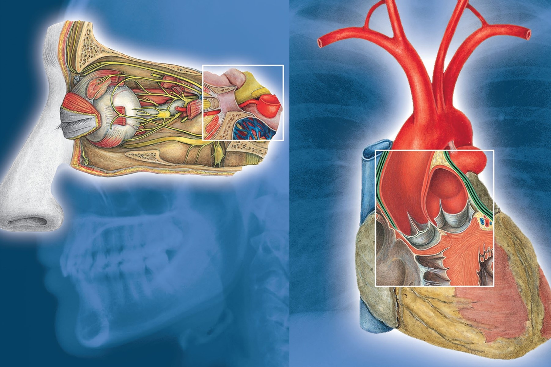 'Ban do' co the nguoi hinh anh