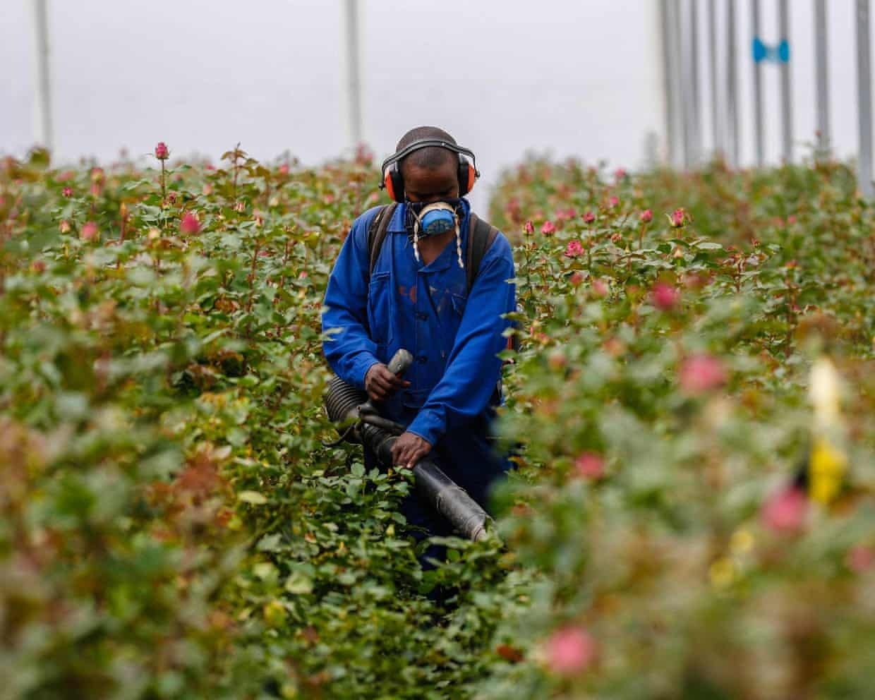 thuoc,  hoa,  thuoc tru sau,  h anh 2