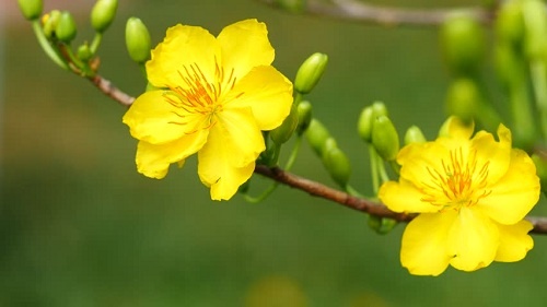 Chuyen ve giong 'mai  tien vua' hinh anh