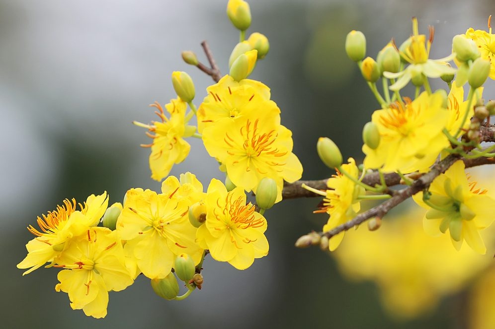 Nhung cai Tet thieu mai vang hinh anh