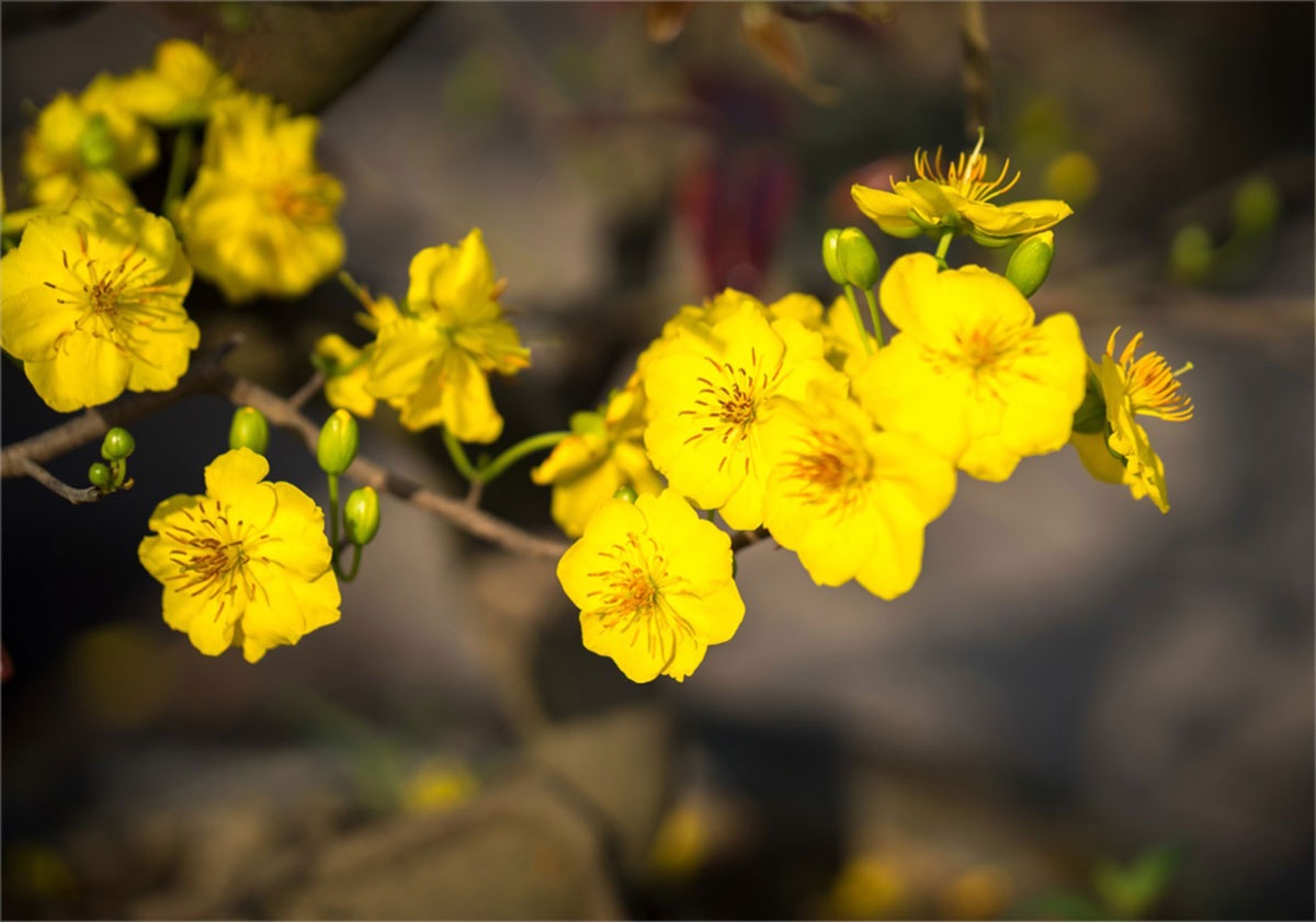 Ky uc mai vang hinh anh