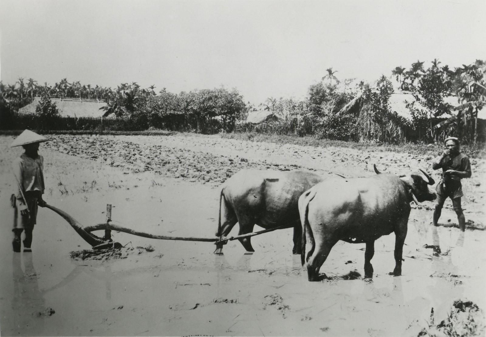 Trieu Nguyen do ruong dat o Nam ky Luc tinh nam nao? hinh anh