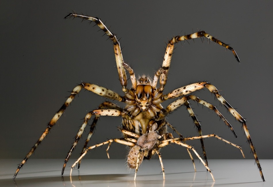 Chuyen 'giuong chieu' cua cac loai dong vat nho hinh anh