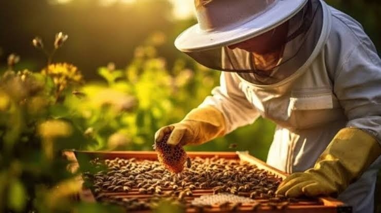Nghề nuôi ong ở nước Mỹ mang tới thu nhập thế nào?