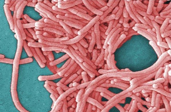 Legionnaires ảnh 1 Legionnaires anh 1