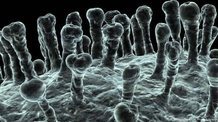 Cuoc dua che tao vac xin corona hinh anh