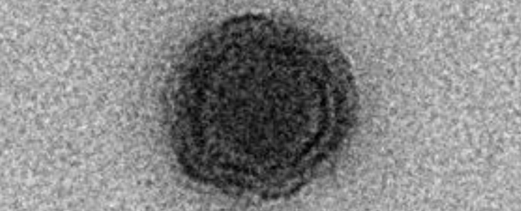 virus moi anh 2