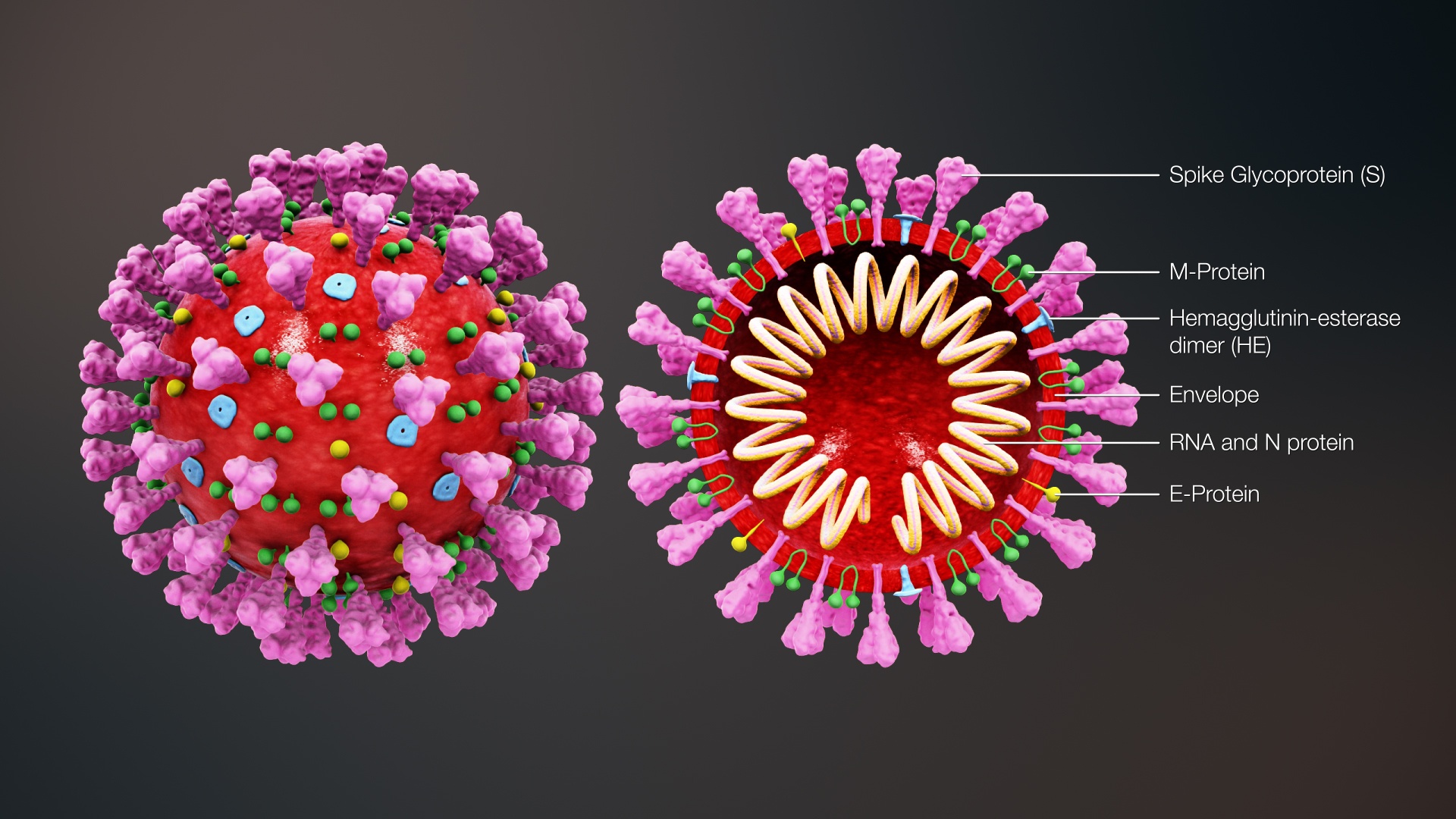 virus corona lây lan ảnh 1 virus corona lay lan anh 1
