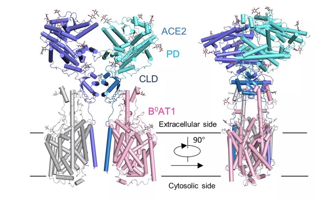 virus corona ảnh 1 virus corona anh 1