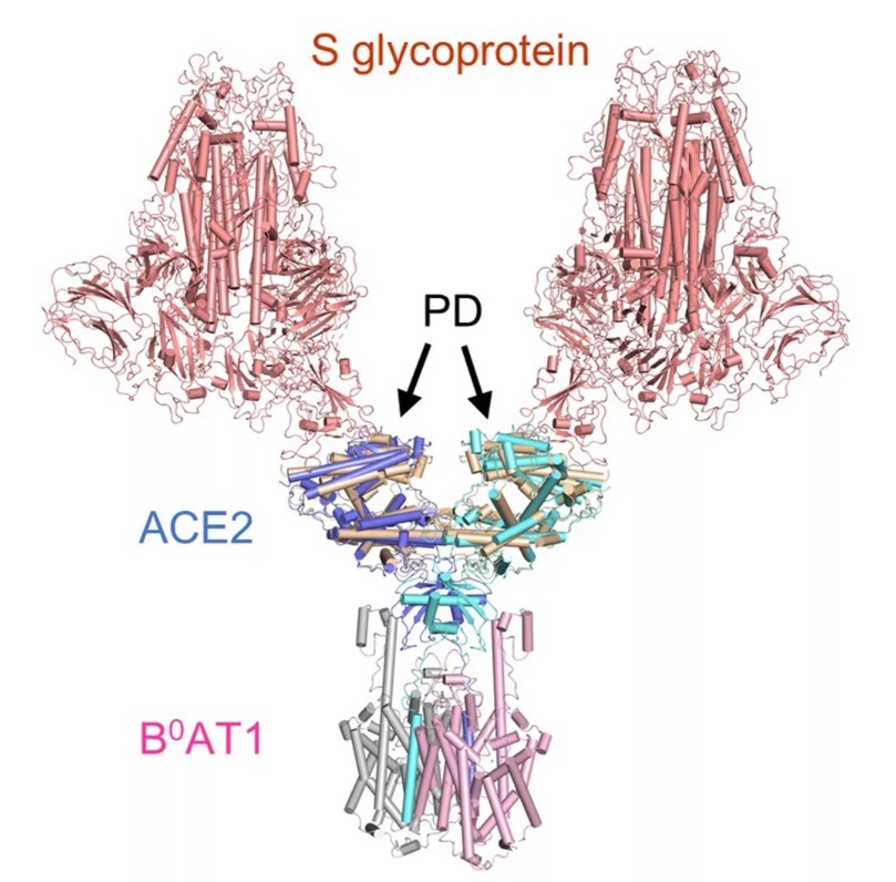 virus corona ảnh 2 virus corona anh 2