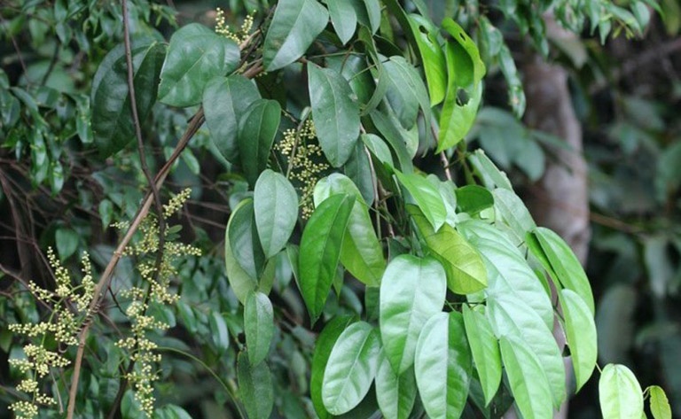 cha đẻ của thuốc chữa tiêu chảy Berberin ảnh 3 cha de cua thuoc chua tieu chay Berberin anh 3