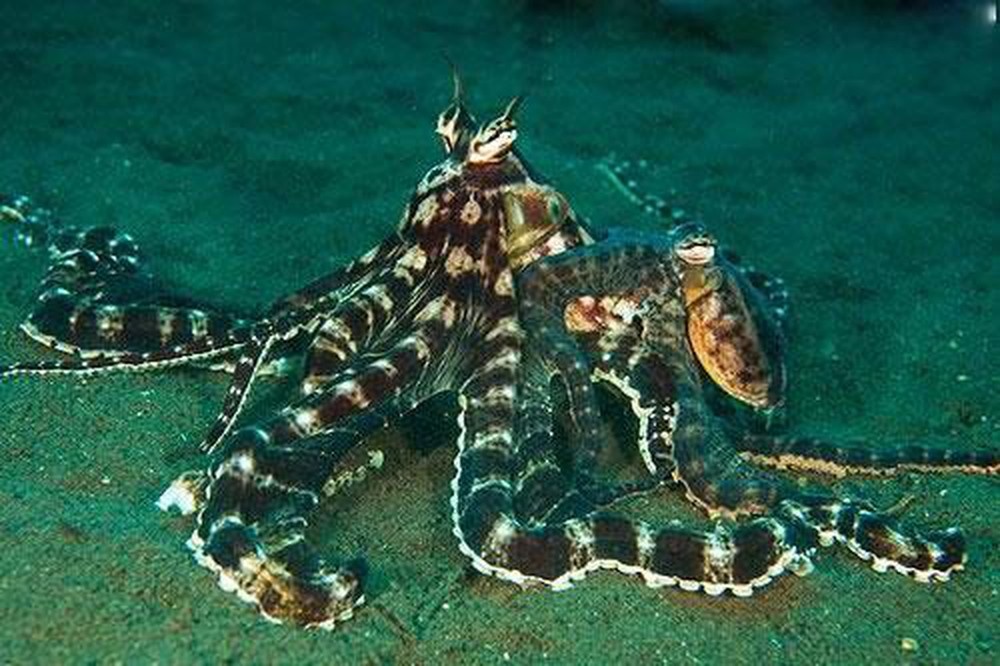 'Quai vat bien ca' co 3 trai tim, 9 bo oc hinh anh