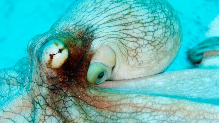 quai vat bien ca anh 3