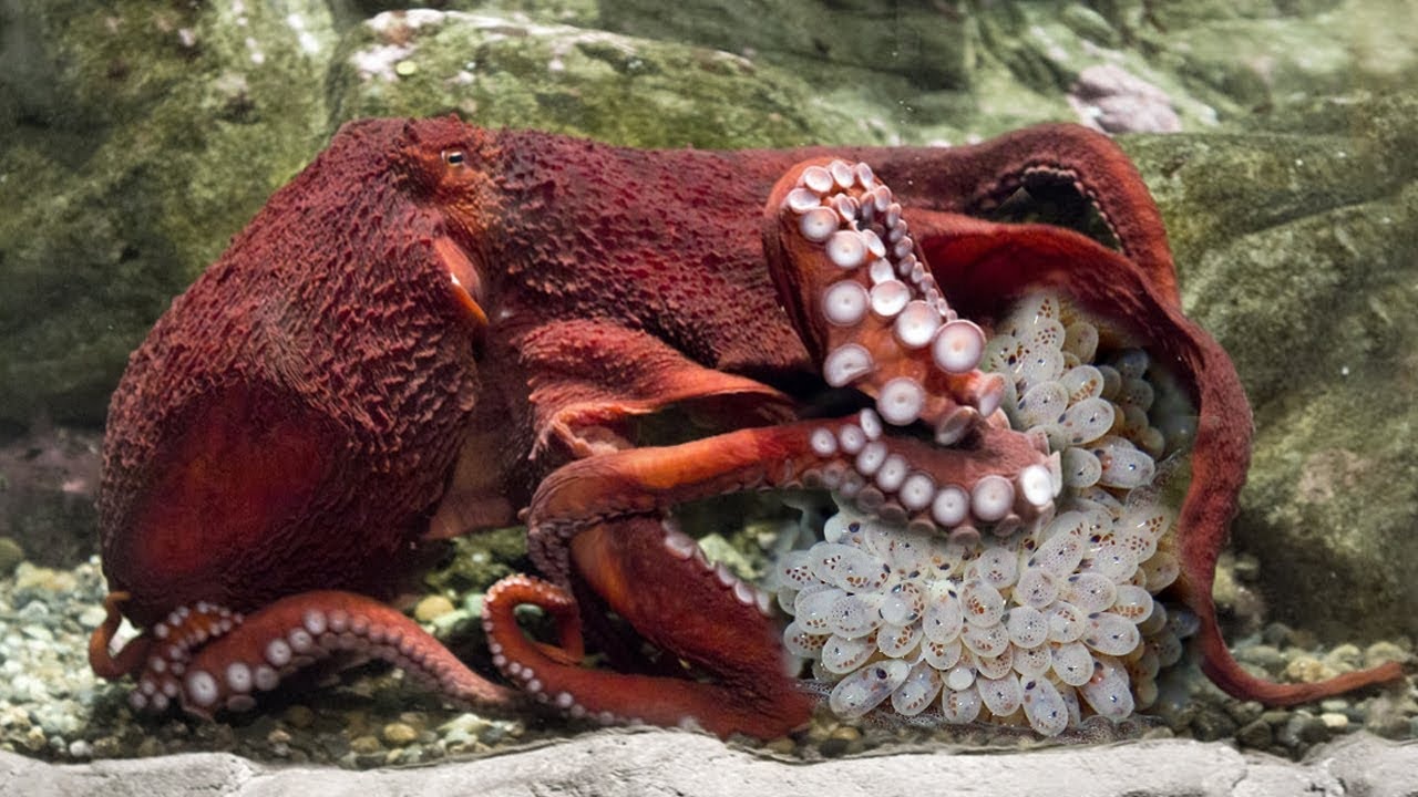 quai vat bien ca anh 4