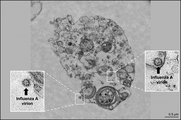 cach thuc lay nhiem moi cua virus cum anh 1