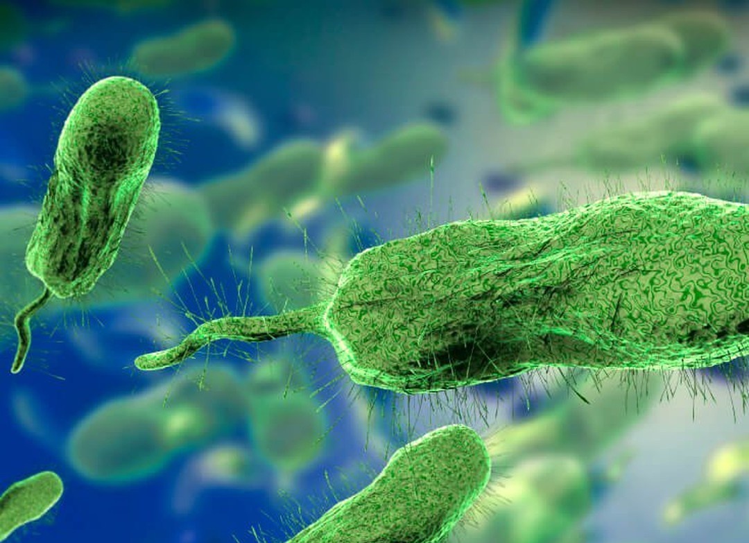 vi khuan an thit nguoi anh 1