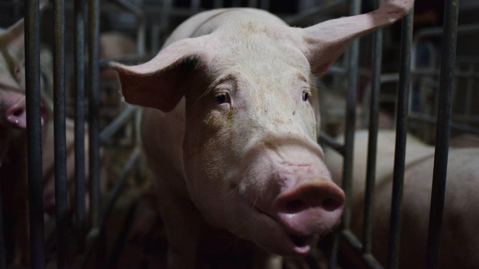 Virus cum moi o Trung Quoc kho bung phat thanh dai dich hinh anh