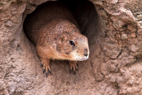 Thieu nien o Mong Co tu vong vi dich hach sau khi an thit soc marmot hinh anh