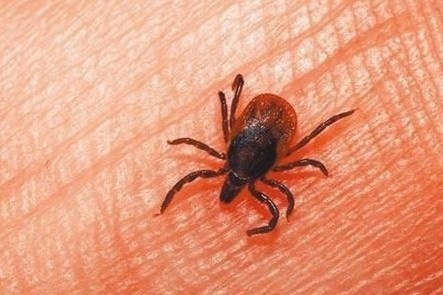 Chung virus moi khien 7 nguoi Trung Quoc tu vong hinh anh