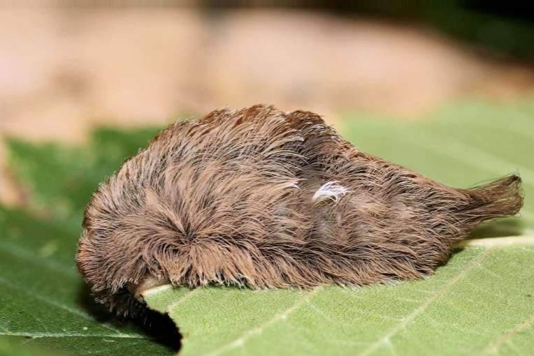 Doc luc cua sau buom hinh bo toc gia hinh anh