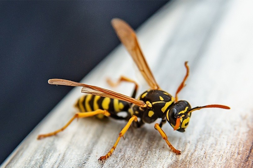 Phat hien tac dung cuu nguoi cua noc doc ong bap cay hinh anh