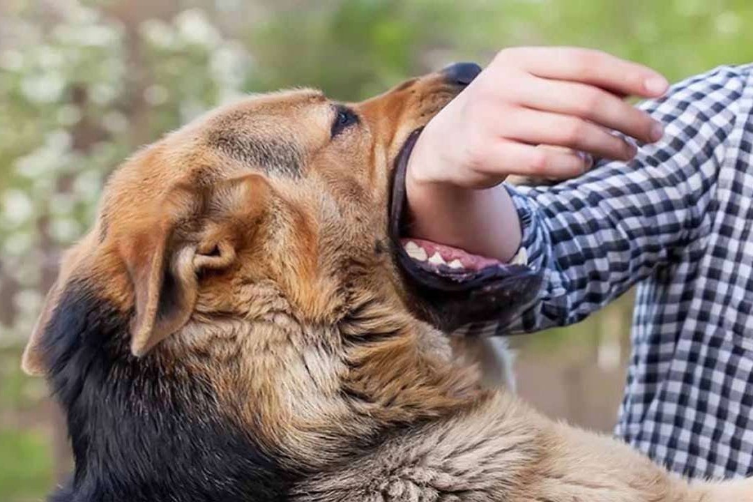 Nguoi dan ong tu vong do bi cho can hinh anh