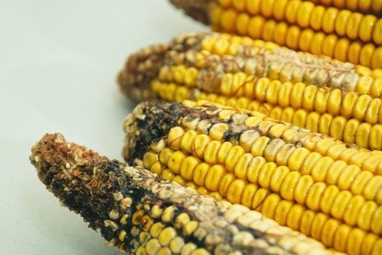 Thuc pham gay ung thu so mot hinh anh