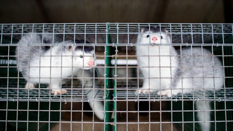 nguồn gốc của virus ảnh 2 nguon goc cua virus anh 2