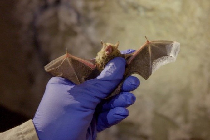 Manh moi moi trong cuoc truy tim nguon goc SARS-CoV-2 hinh anh