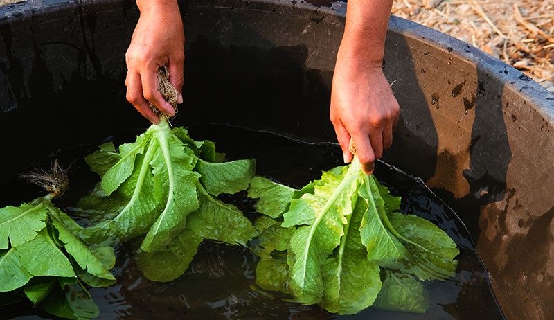 Loai rau nao chua nhieu giun san nhat anh 4