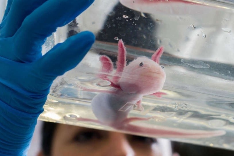 Loai vat duoc ky vong an chua bi mat tai sinh cua con nguoi hinh anh