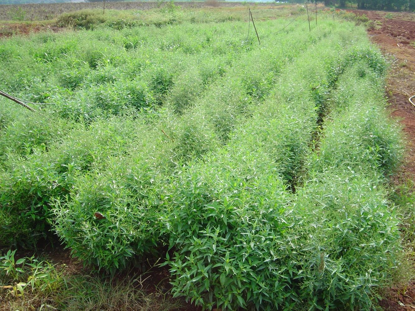 Xuyen tam lien ho tro dieu tri Covid-19 anh 2