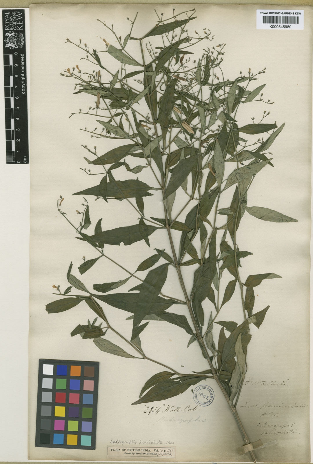 Xuyen tam lien ho tro dieu tri Covid-19 anh 3