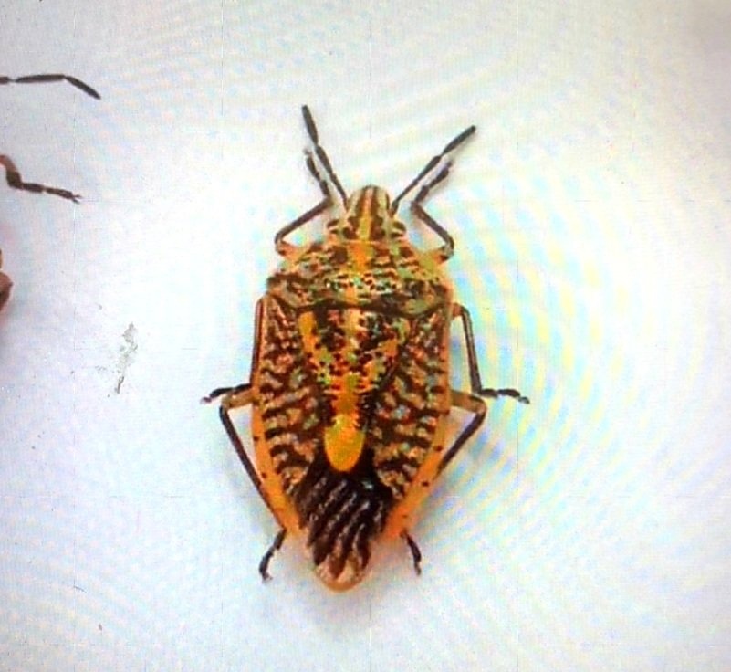 Ngo doc khi an bo xit anh 1