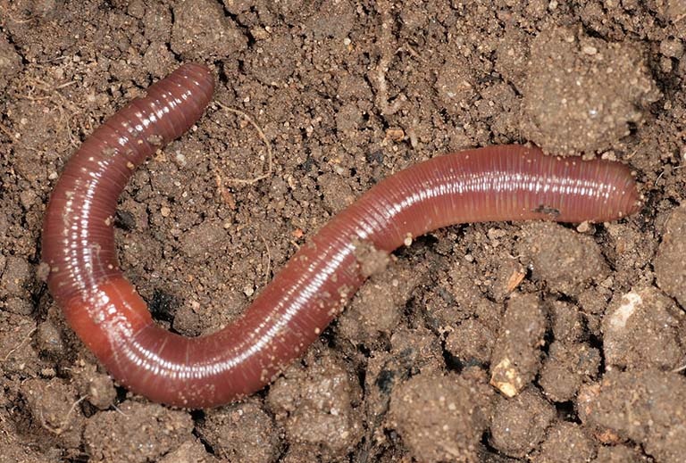 Bo Y te: Chua cap phep san pham chua Covid-19 nao tu giun dat hinh anh