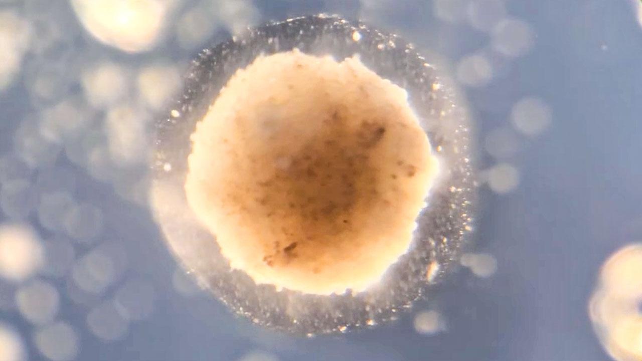 Robot dau tien co the sinh con hinh anh