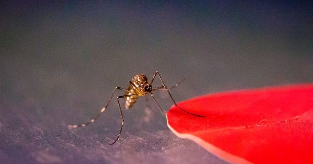 tranh bi muoi dot anh 1