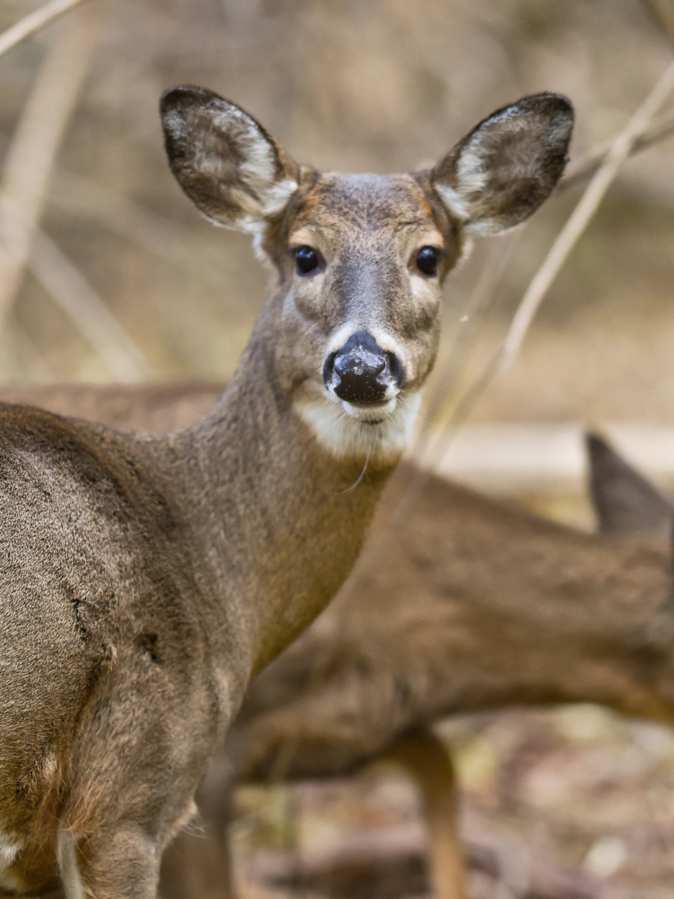 Huou duoi trang dau tien nhiem Omicron anh 3