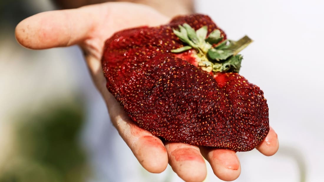 Qua dau tay nang nhat the gioi duoc phat hien o dau? hinh anh