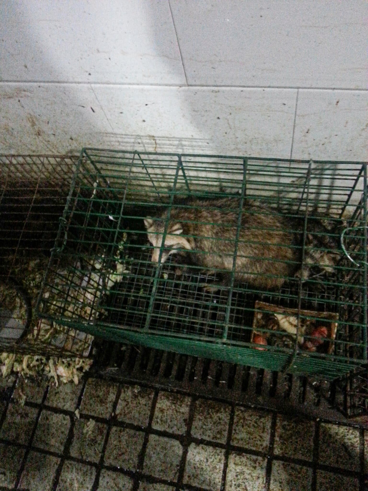 nguồn gốc của Covid-19 ảnh 3 nguon goc cua Covid-19 anh 3