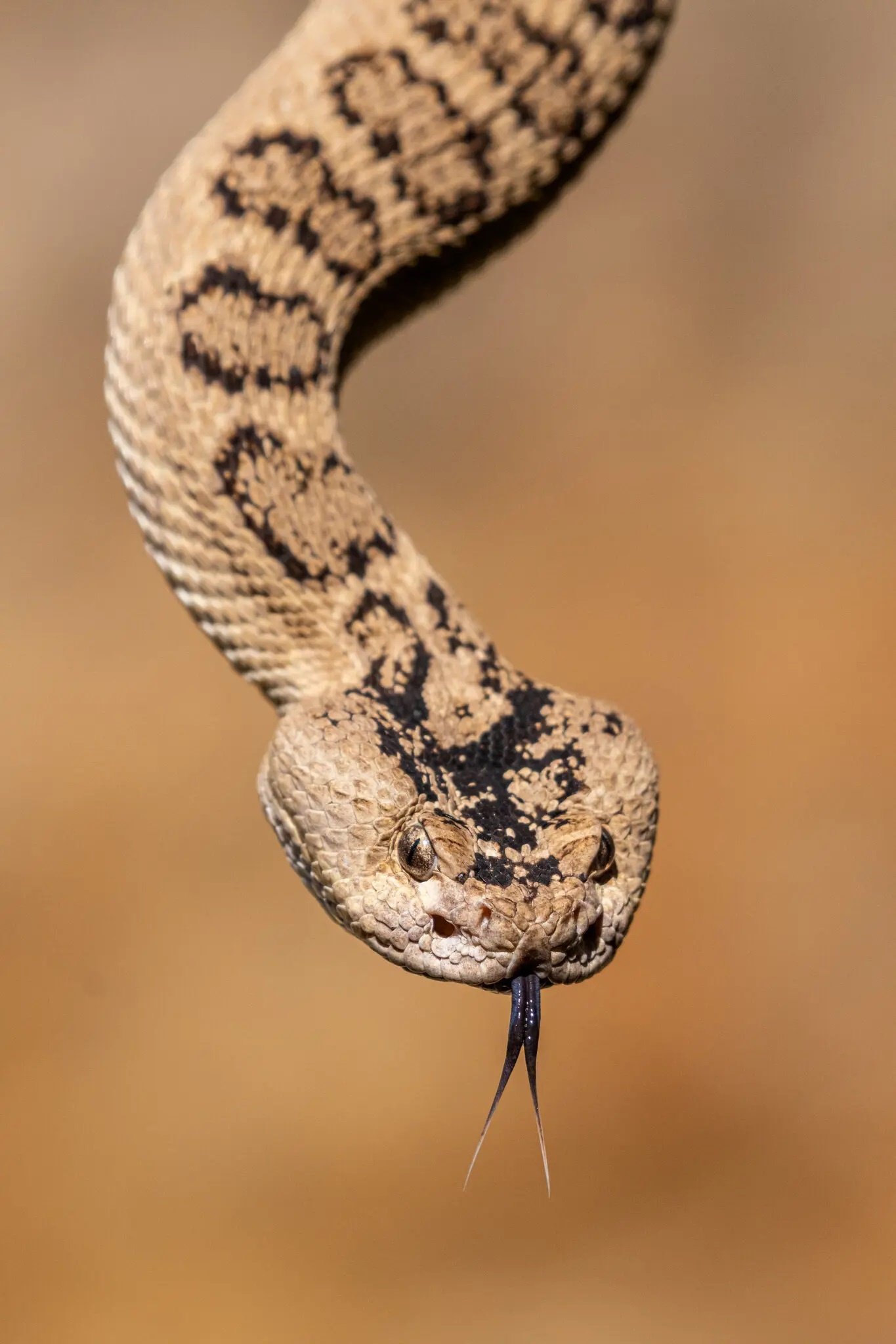 noc doc cuu mang nguoi anh 1