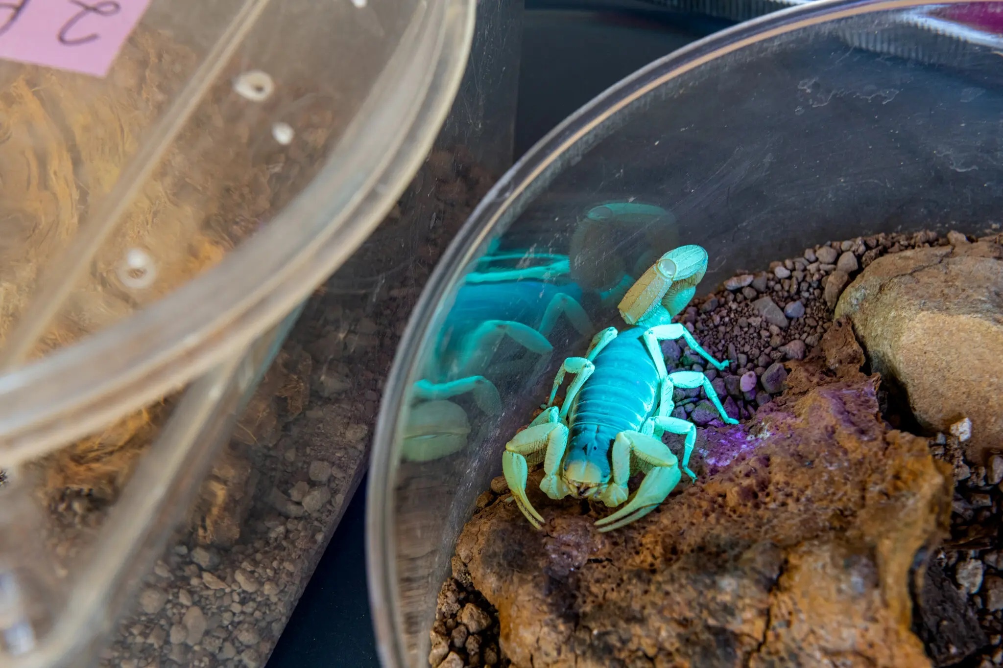 noc doc cuu mang nguoi anh 2