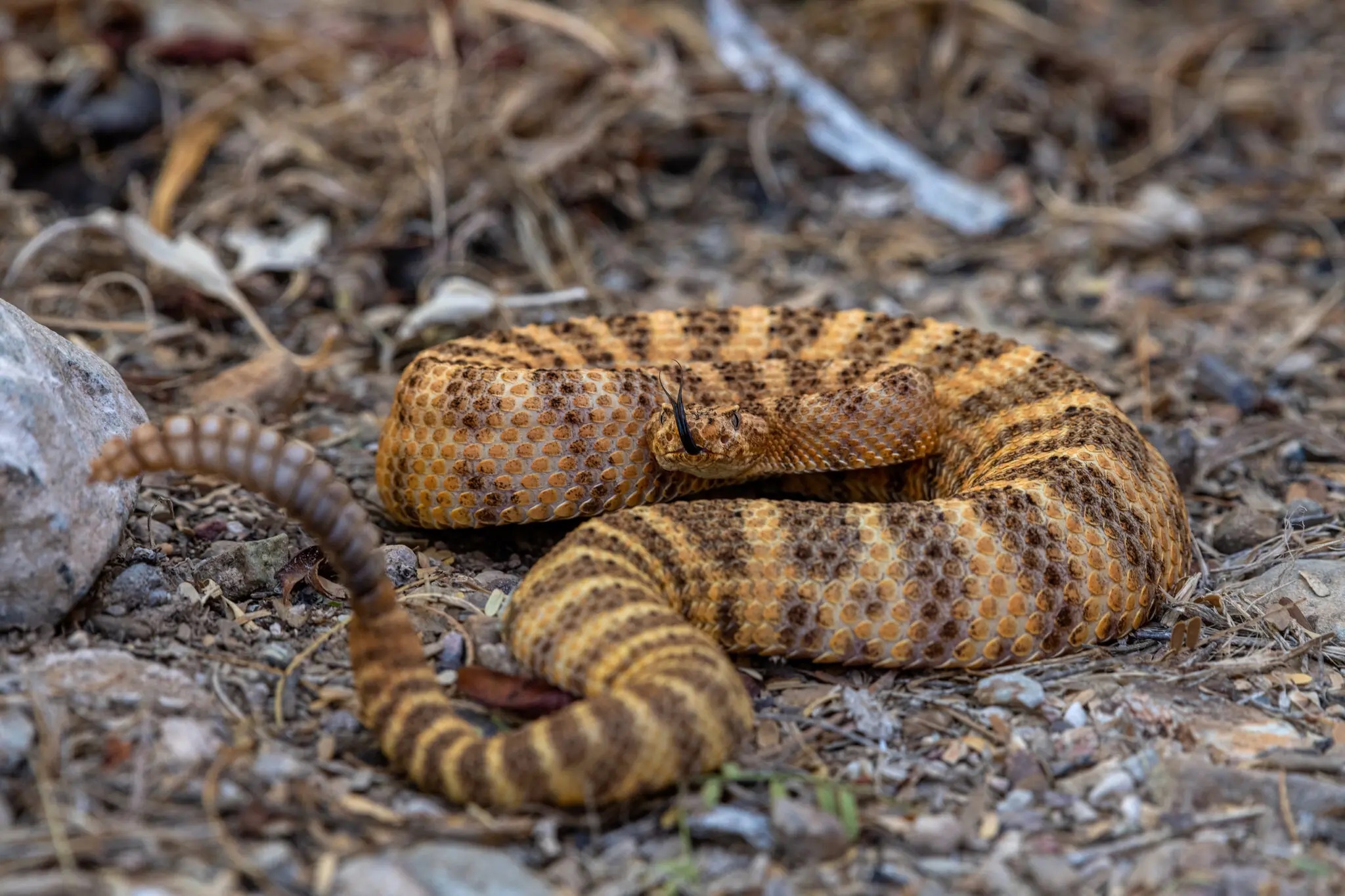 noc doc cuu mang nguoi anh 5