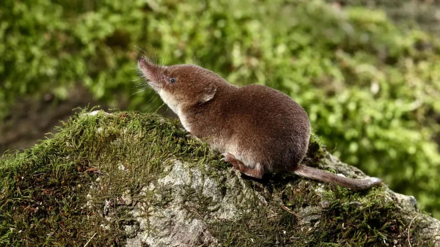 Virus moi o Trung Quoc, anh 1