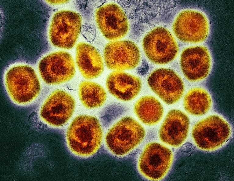 Virus dau mua khi dang dot bien hinh anh