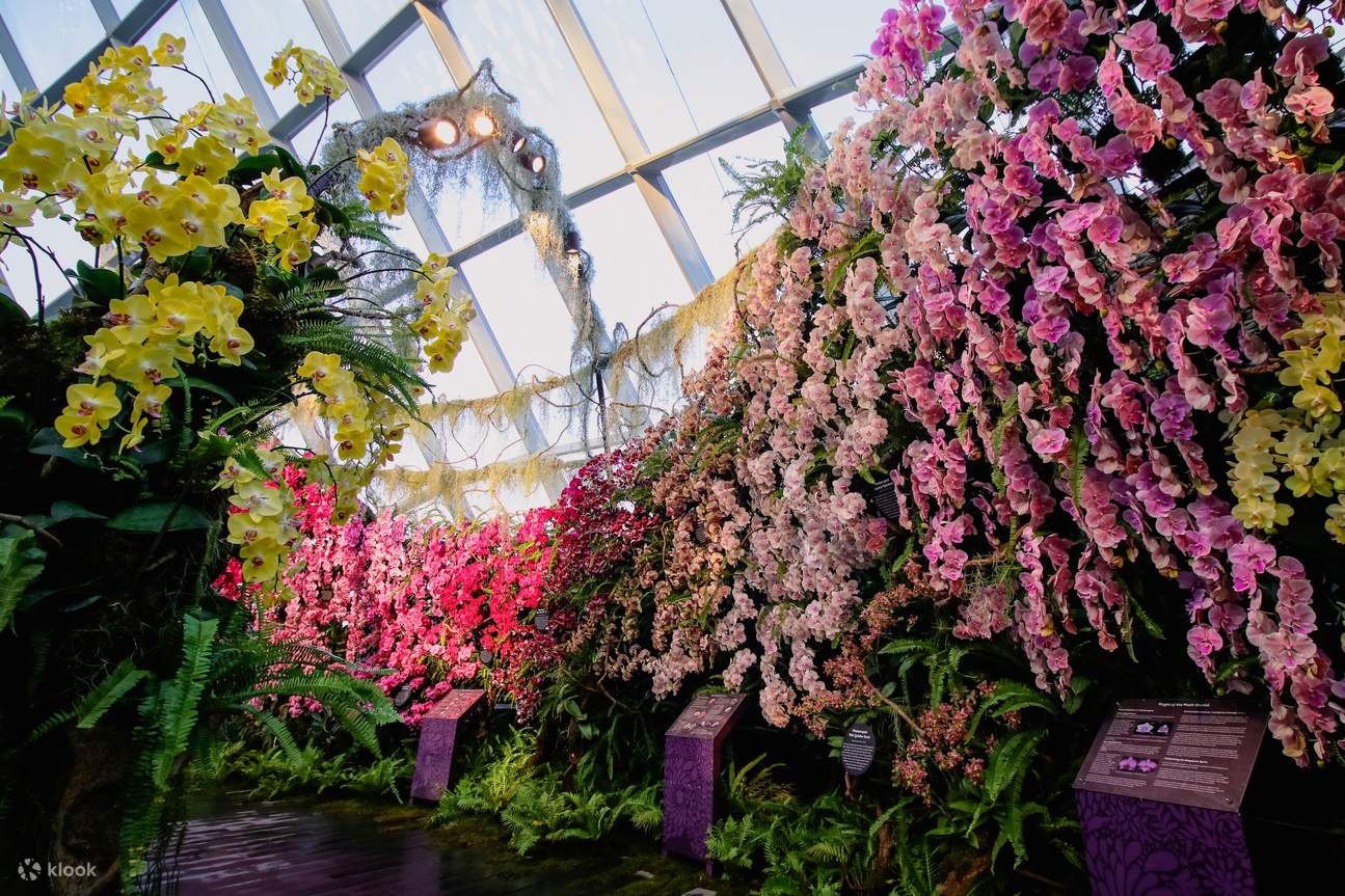 Vuon hoa khong lo nhu co tich o Singapore hinh anh