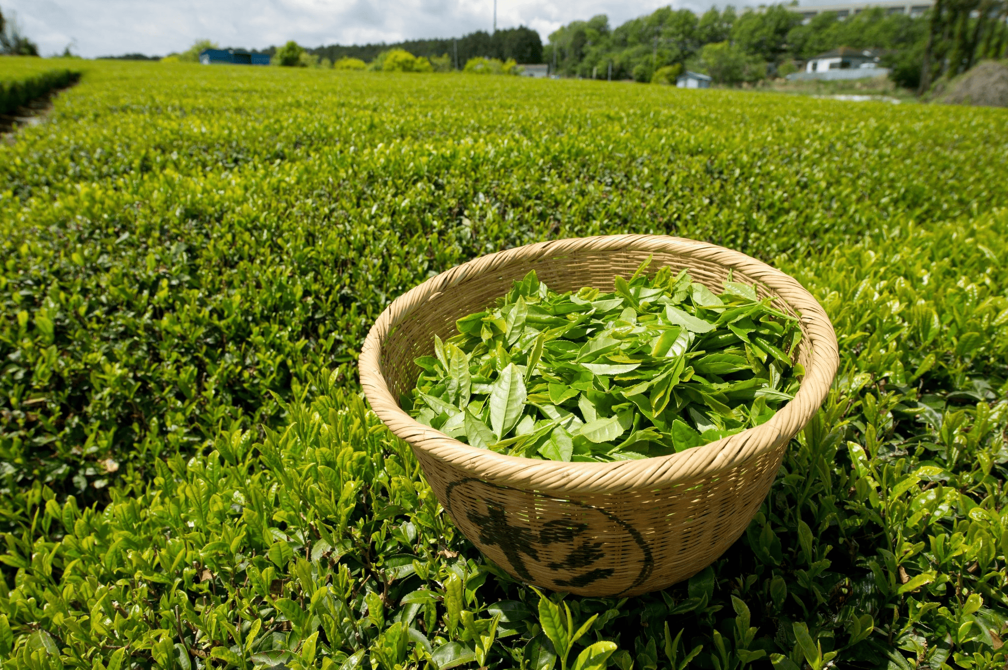 tr&agrave; đ&aacute; ảnh 3