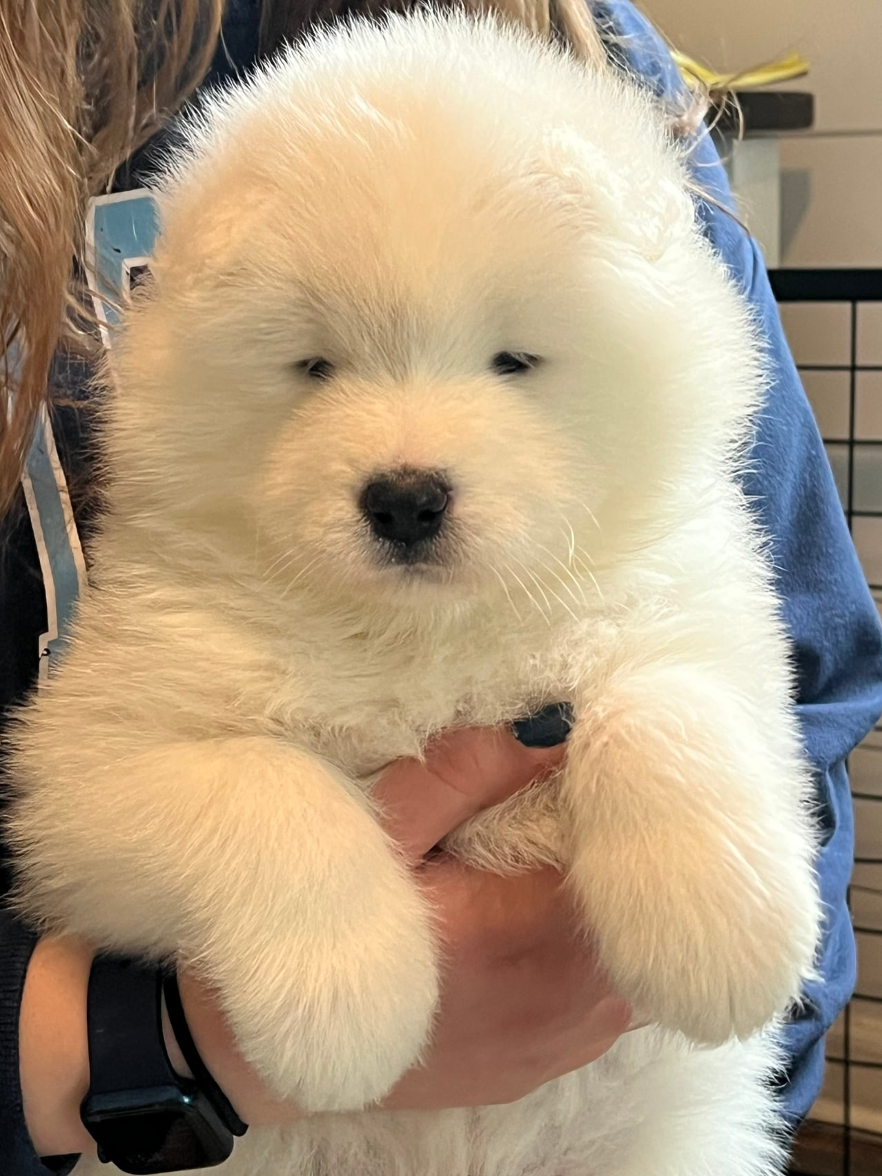 Samoyed ảnh 2