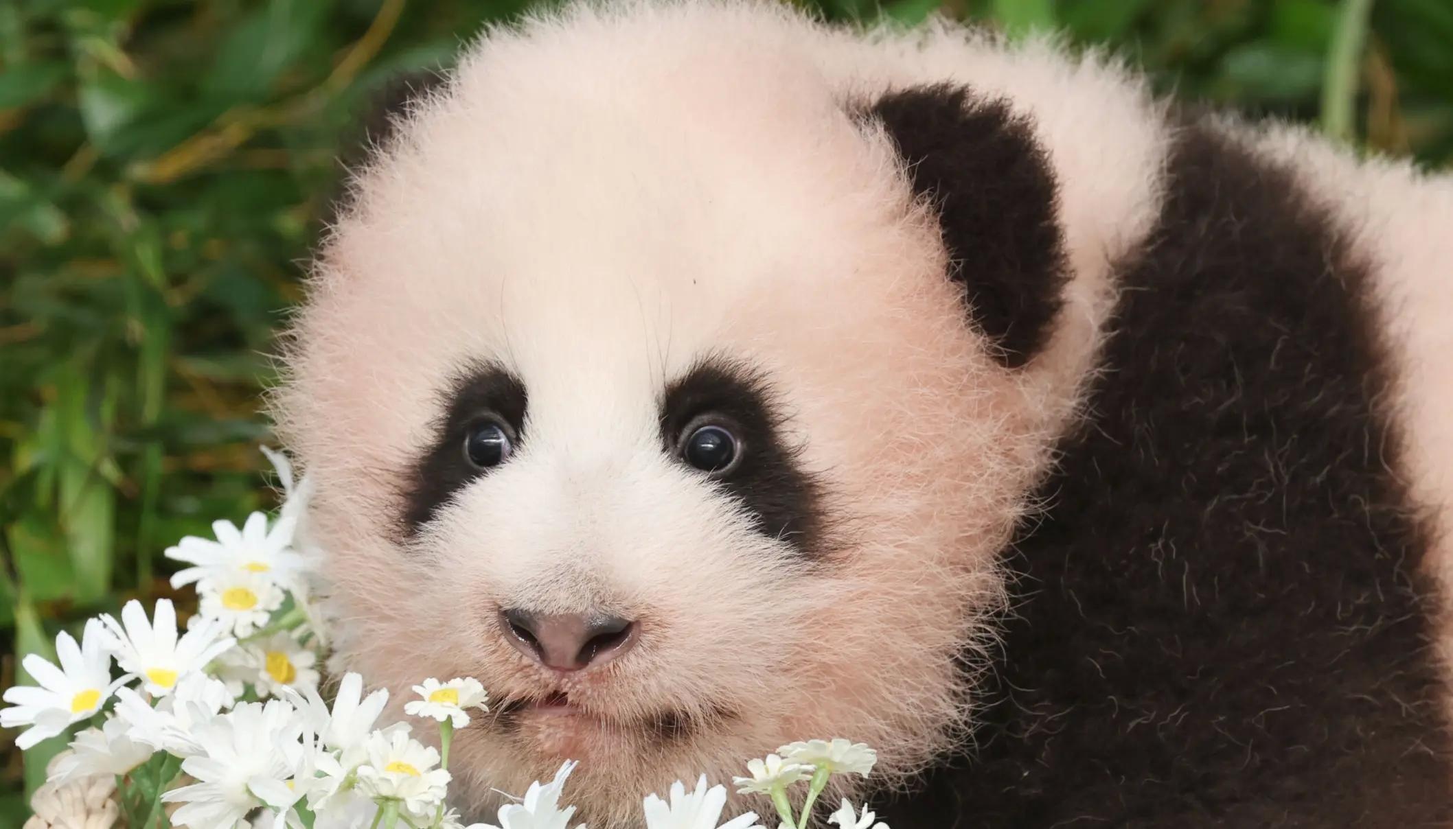 Gặp ‘báu vật’ mới của gia đình gấu trúc Bao