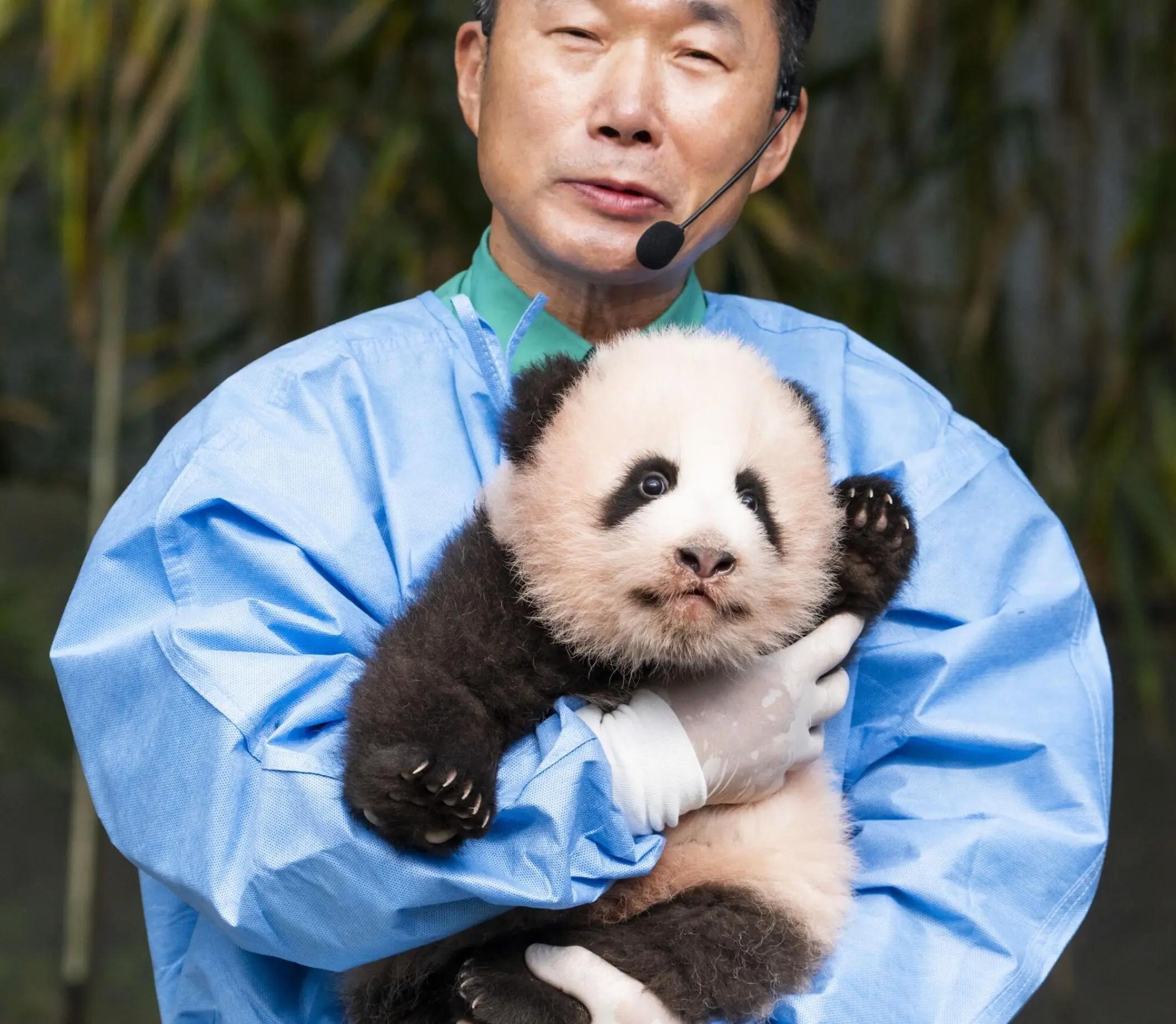 gấu tr&uacute;c ảnh 4